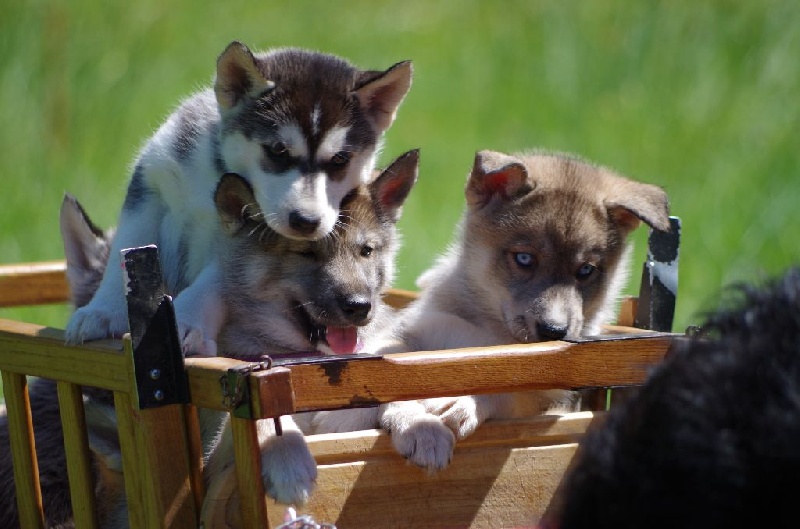 Howling Winds Of Winter - Siberian Husky - Portée née le 10/05/2015