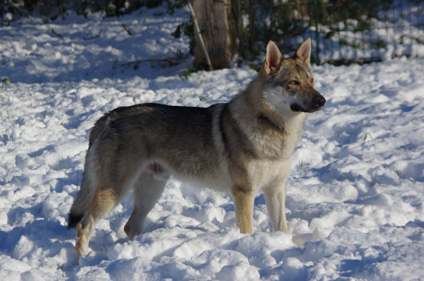 Victory of Life Elijah Howling Winds Of Winter