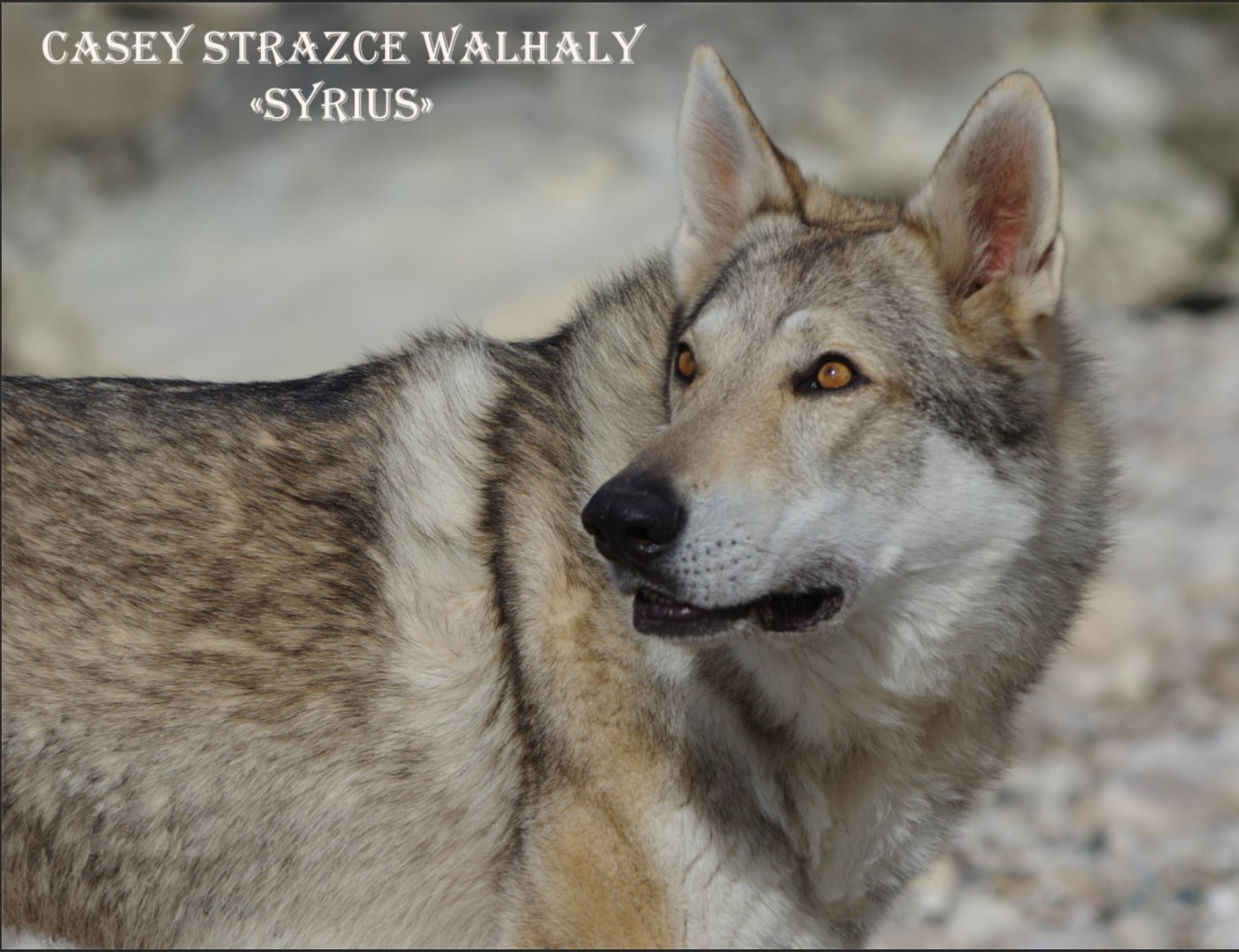 CH. Casey strazce walhaly