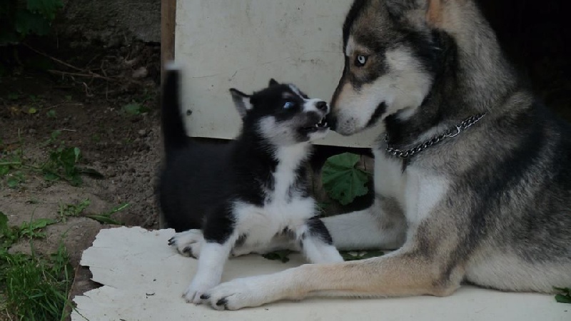 Igloo male 2013 Gris loup disponible saillie