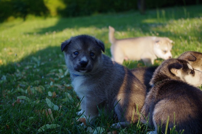 Chiots 24 jours portee 2015