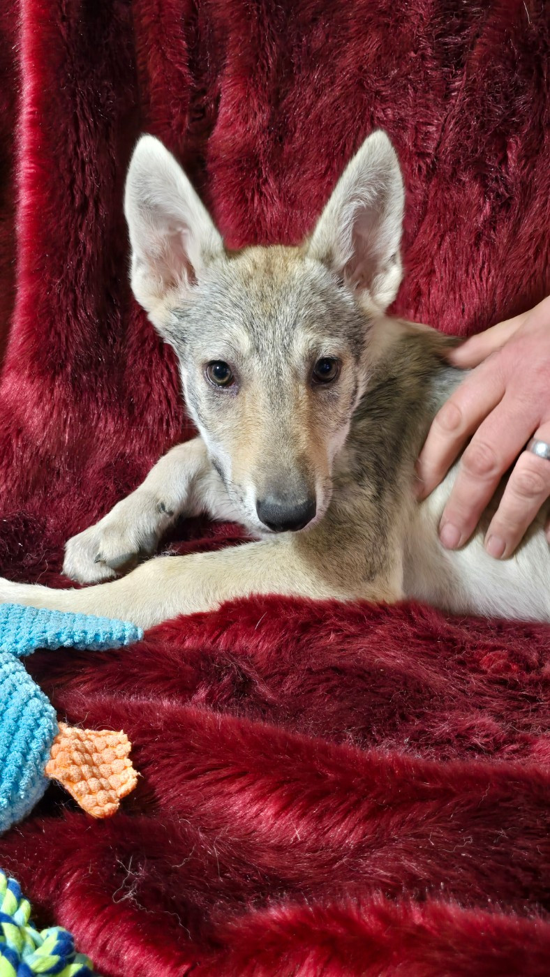 Howling Winds Of Winter - Chiots disponibles - Chien-loup tchecoslovaque