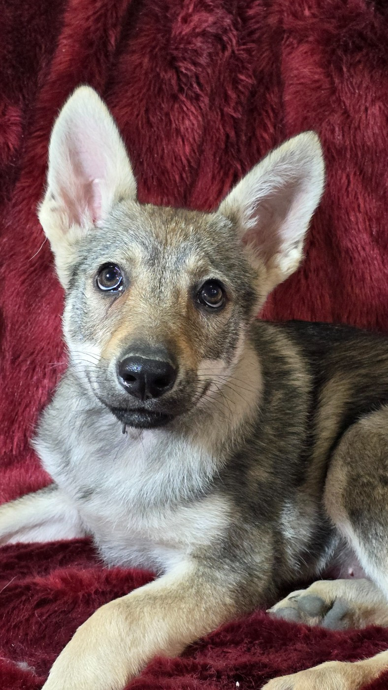 Howling Winds Of Winter - Chiots disponibles - Chien-loup tchecoslovaque