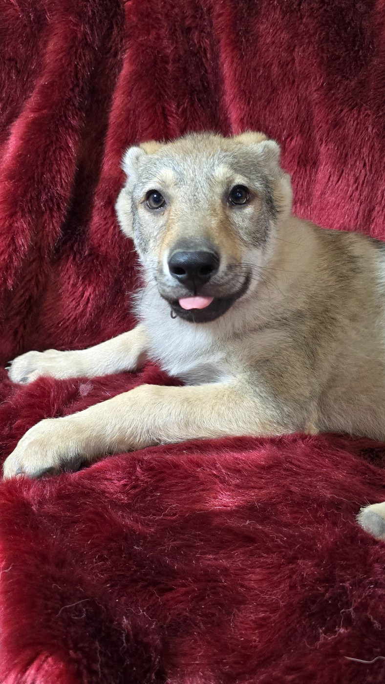 Howling Winds Of Winter - Chiots disponibles - Chien-loup tchecoslovaque